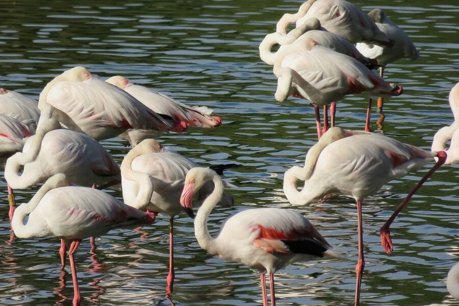 From Seville: Doñana National Park Day Trip - Five things to know before you go