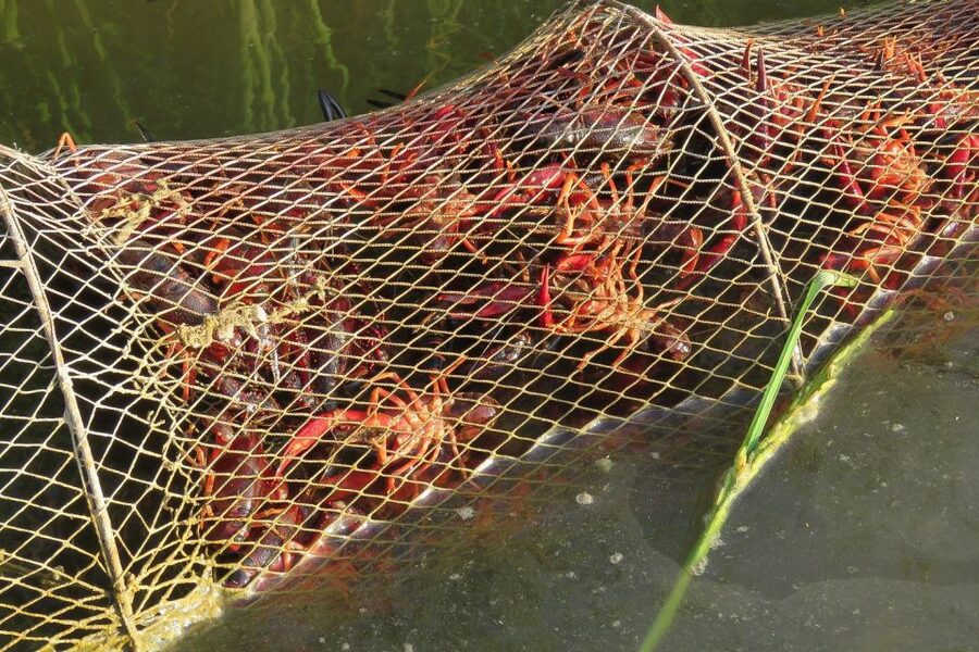 From Seville: Doñana National Park Day Trip - Who will get the most from this excursion?