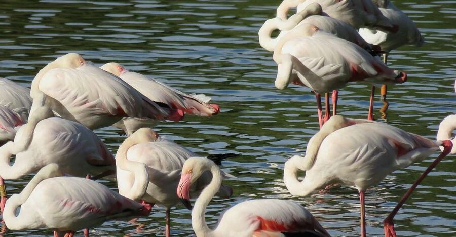 From Seville: Doñana National Park Day Trip - Why this day trip works from Seville