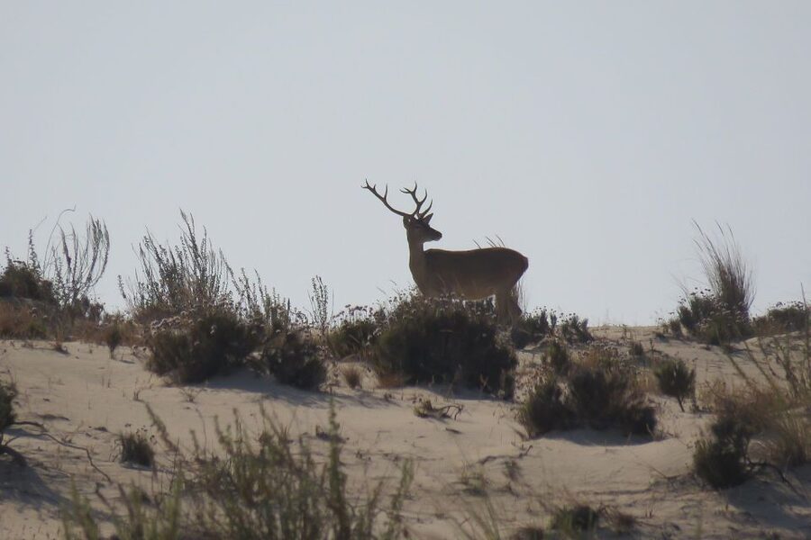 From Seville: Doñana National Park Day Trip - Rice fields, storks and the best birdwatching