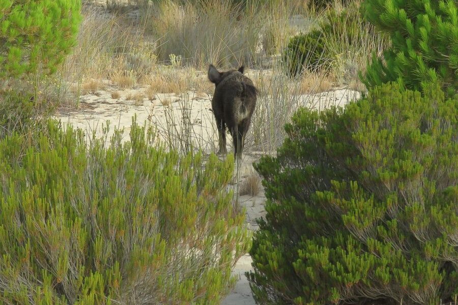 From Seville: Doñana National Park Day Trip - Matalascañas, dunes and the Atlantic