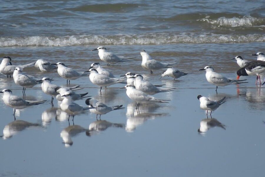 From Seville: Doñana National Park Day Trip - Wildlife, from common species to the lynx