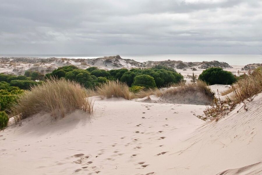 From Seville: Doñana National Park Day Trip - How to prepare for a better day