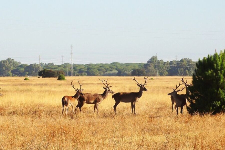 From Seville: Doñana National Park Day Trip - From Seville to the northern marshes