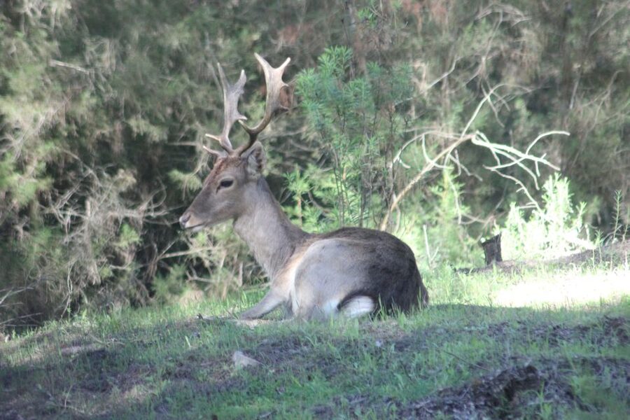From Seville: Doñana National Park Full-Day Private Tour - Key points to know before booking