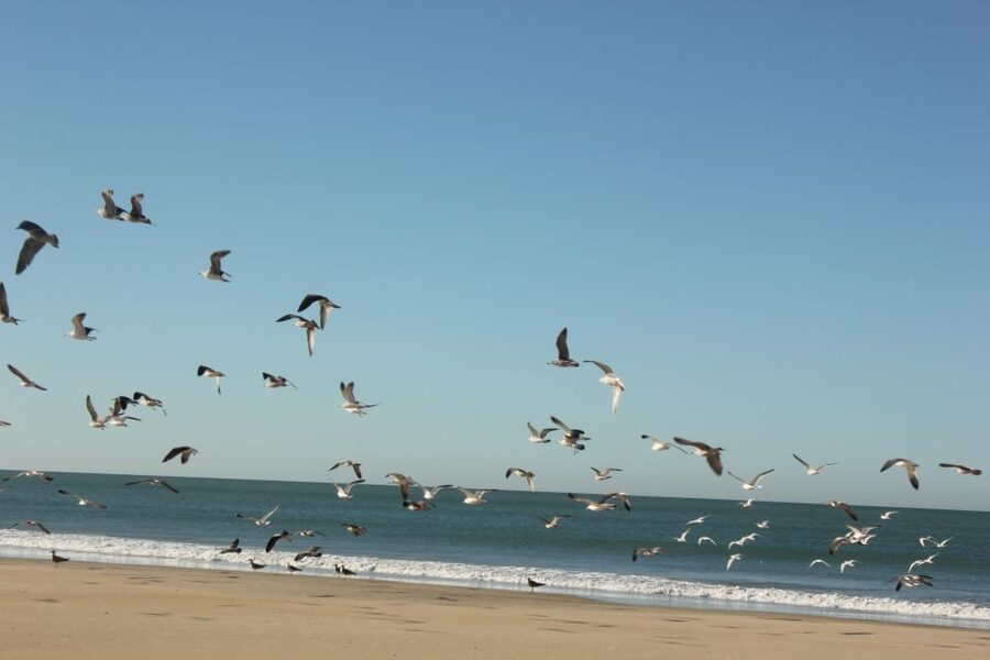 From Seville: Doñana National Park Full-Day Private Tour - El Rocío and its small wooden Virgin