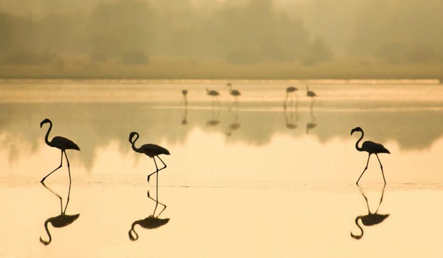 From Seville: Doñana National Park Full-Day Private Tour - Matalascañas Beach and the optional lunch