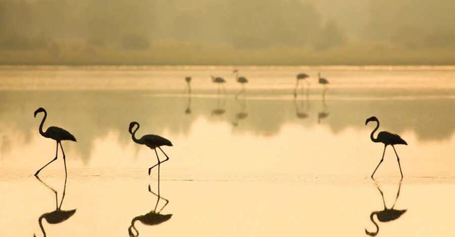 From Seville: Doñana National Park Full-Day Private Tour - Practical questions to settle before you go