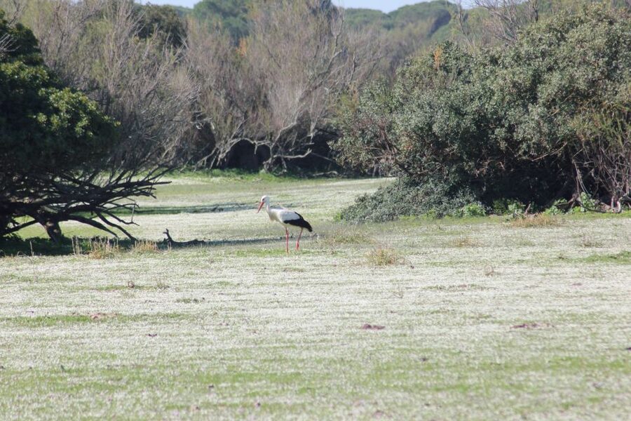 From Seville: Doñana National Park Full-Day Private Tour - The 105-minute drive from Seville
