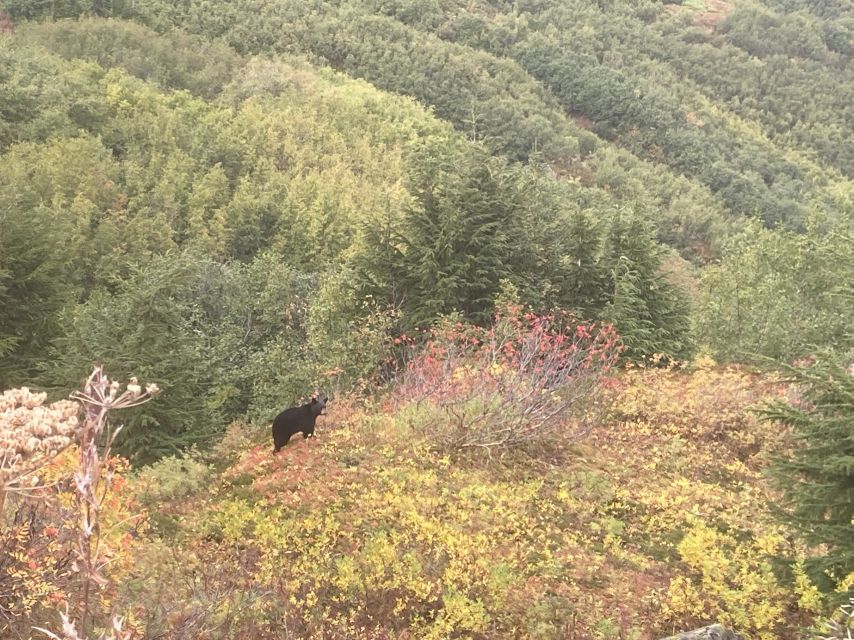From Seward: 6-hour Wilderness Hiking Tour - Flexible cancellation and simple pickup