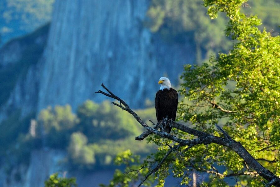 From Seward: 6-hour Wilderness Hiking Tour - Spruce forest, creeks, and waterfalls