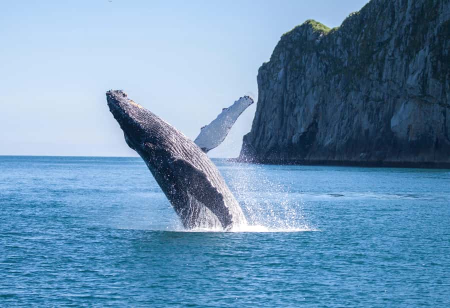 From Seward: Kenai Fjords National Park Cruise with Lunch - Meeting in Seward and Planning the Morning
