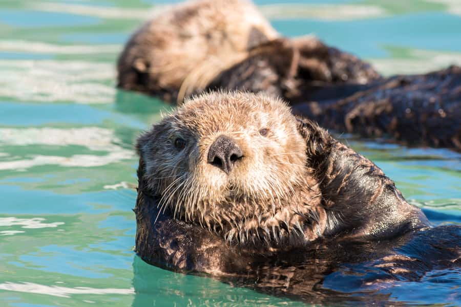 From Seward: Kenai Fjords National Park Cruise with Lunch - Who Should Book This Kenai Fjords Cruise?