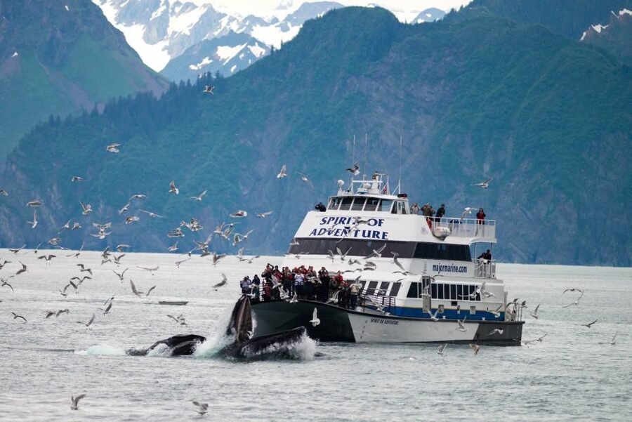 From Seward: Kenai Fjords National Park Cruise with Lunch - Should You Book It?