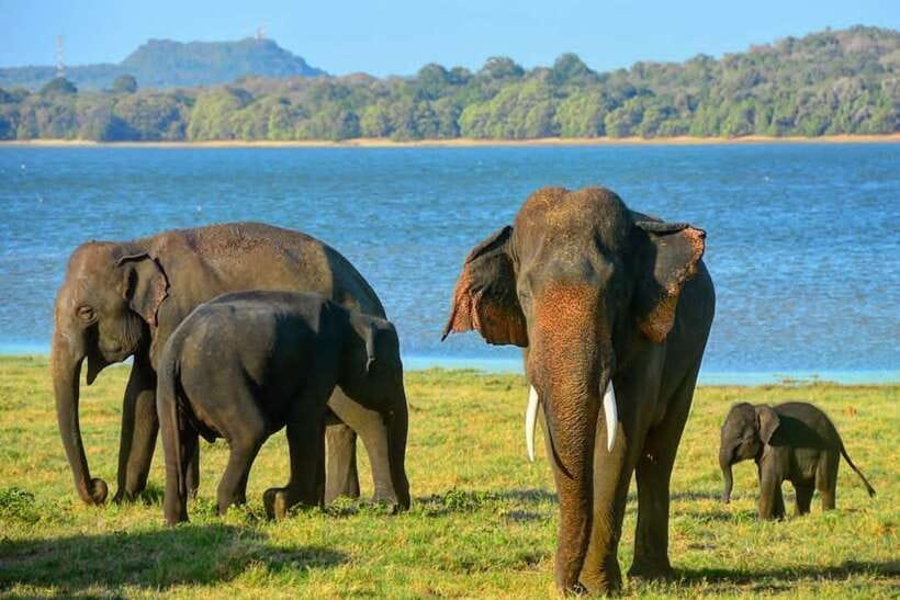 From Sigiriya: Minneriya National Park Elephant Safari - How good are the guides?