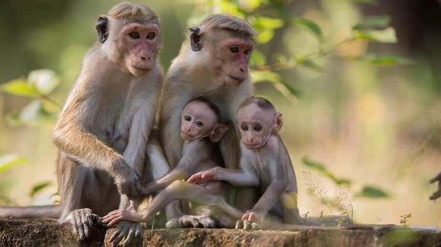 From Sigiriya: Minneriya National Park Elephant Safari - What the $33 price really covers