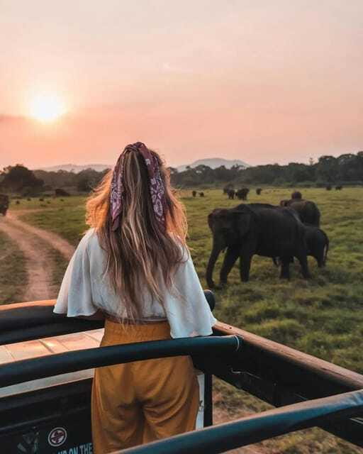 From Sigiriya: Minneriya National Park Elephant Safari - Who will enjoy this safari most?