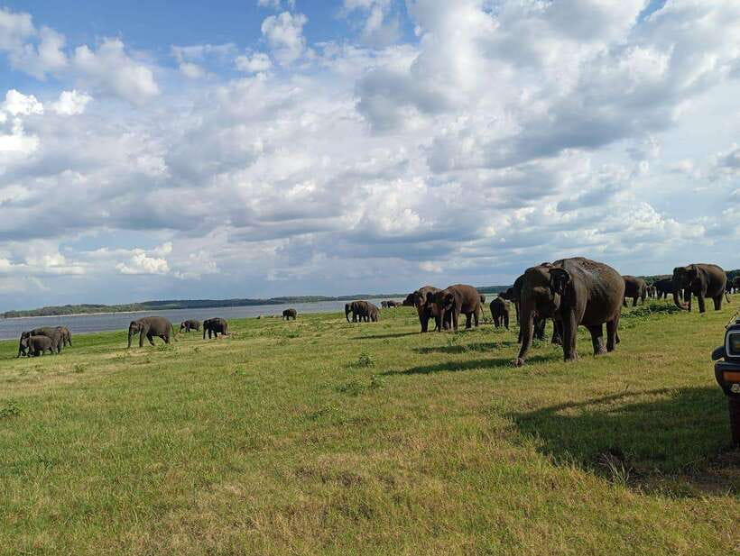 From Sigiriya: Minneriya National Park Half-Day Jeep Safari - Key points to know before you book