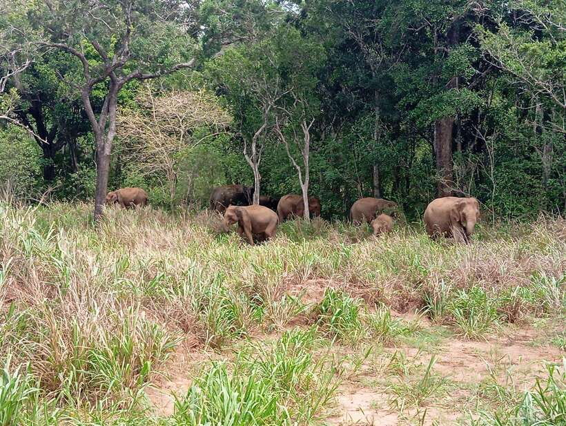 From Sigiriya: Minneriya National Park Half-Day Jeep Safari - Why Minneriya’s elephants are worth your time