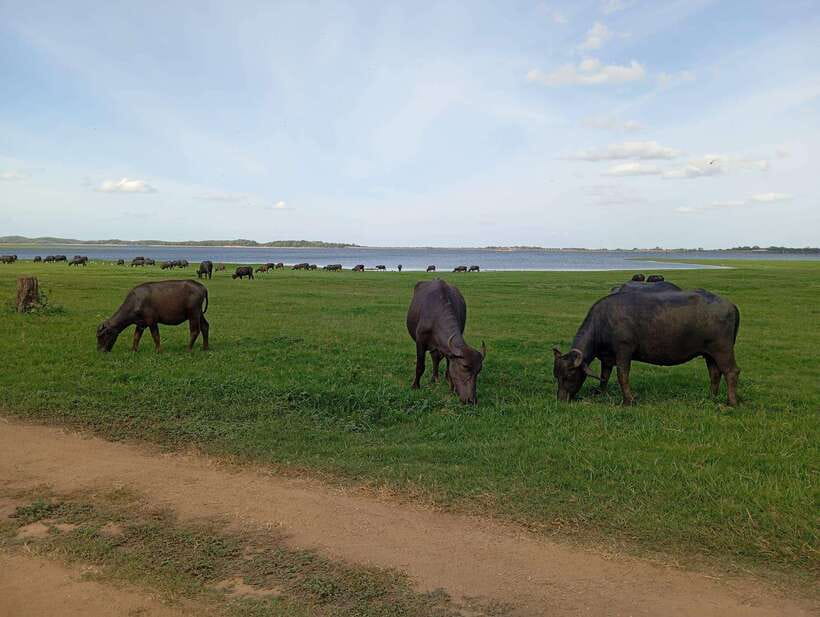From Sigiriya: Minneriya National Park Half-Day Jeep Safari - Other animals and the quieter moments