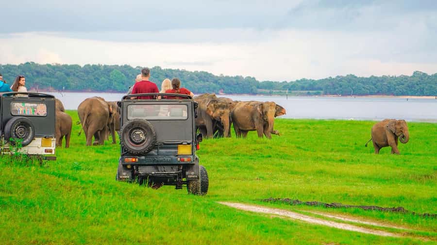 From Sigiriya: Minneriya National Park Half Day Safari - Key points to know before you book