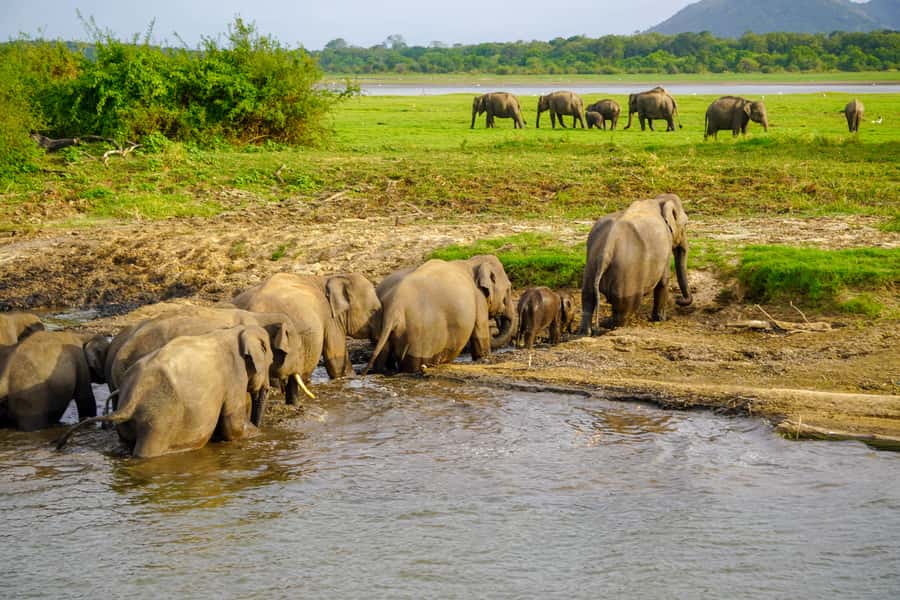 From Sigiriya: Minneriya National Park Half Day Safari - The real cost: $39 plus the $45 park ticket