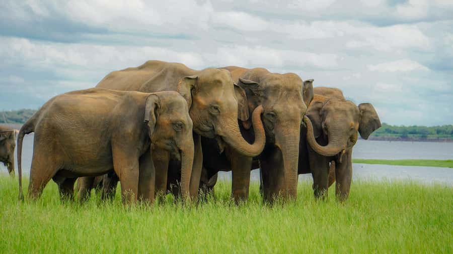 From Sigiriya: Minneriya National Park Half Day Safari - Who should book this Minneriya safari