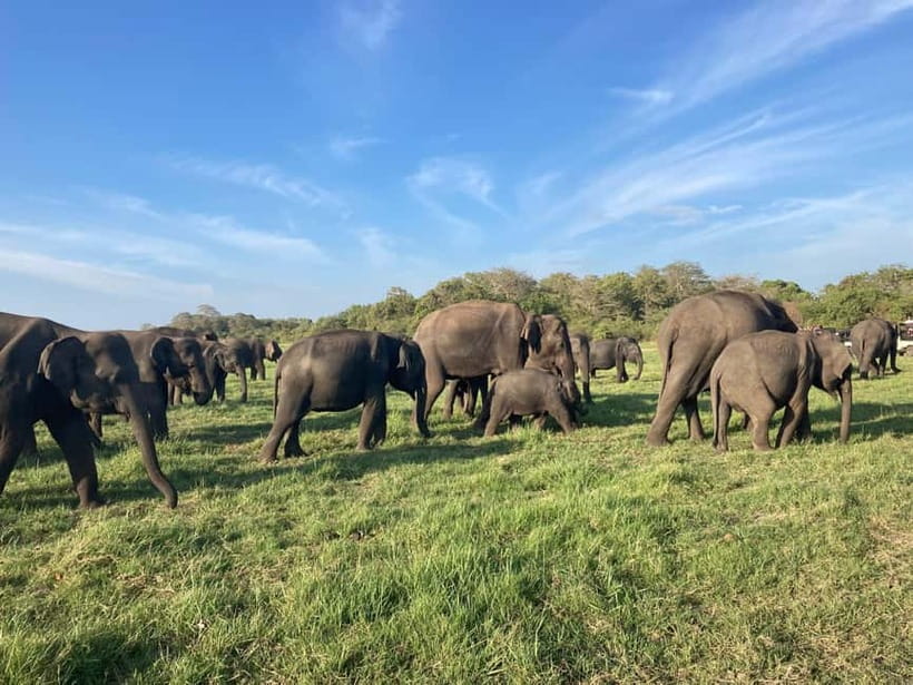 From Sigiriya: Minneriya National Park Private Jeep Safari - Why Minneriya is one of Sri Lanka’s best elephant safaris