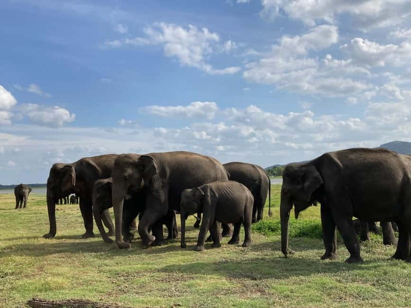 From Sigiriya: Minneriya National Park Private Jeep Safari - Your driver makes the biggest difference