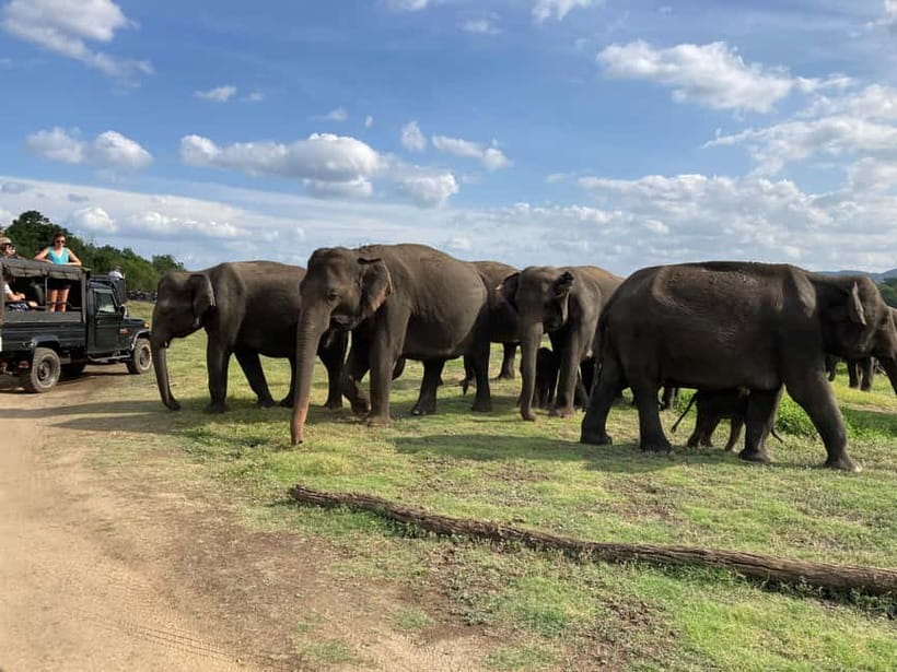 From Sigiriya: Minneriya National Park Private Jeep Safari - Birdlife and the smaller sightings