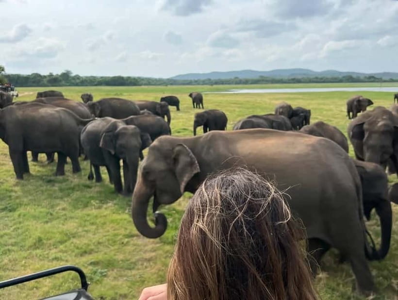From Sigiriya: Minneriya National Park Private Jeep Safari - Respectful viewing is part of the value