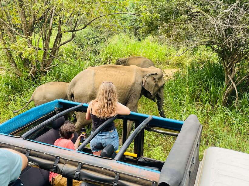 From Sigiriya: Minneriya National Park Private Jeep Safari - The four-hour plan from Sigiriya or Habarana