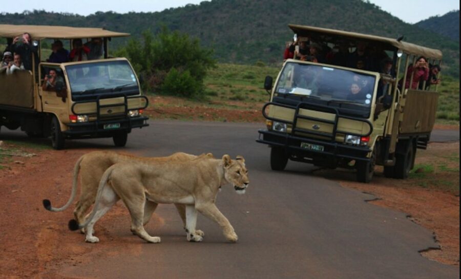 From Sun City: Pilanesberg National Park 3-Hour Game Drive - What happens once the vehicle enters the park