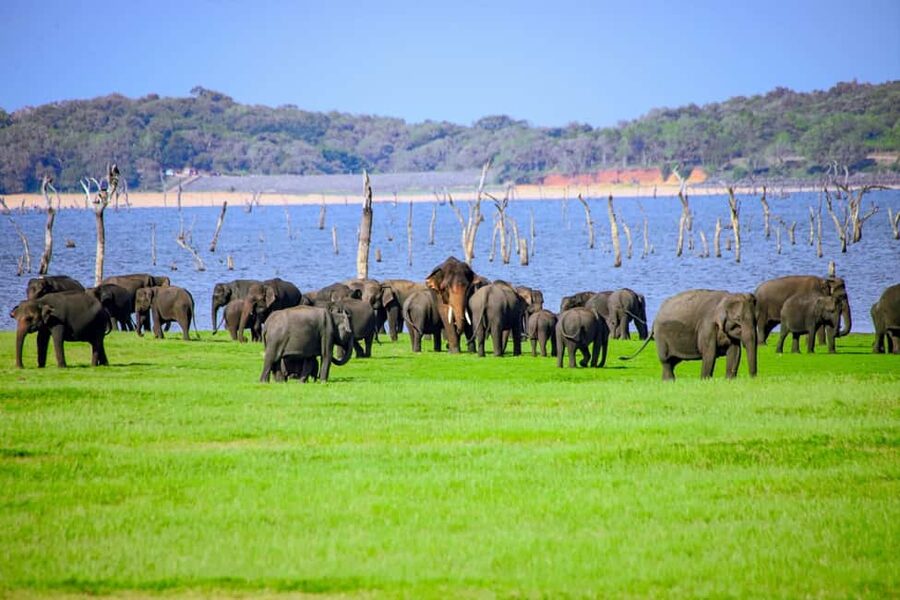 From Trincomalee: Minneriya National Park 4X4 Jeep Safari - Key points at a glance