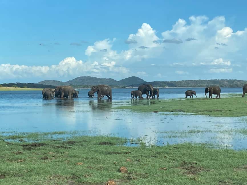 From Trincomalee: Minneriya National Park 4X4 Jeep Safari - The three-hour jeep drive