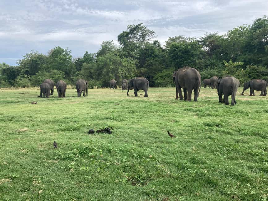 From Trincomalee: Minneriya National Park 4X4 Jeep Safari - How the schedule feels in real terms