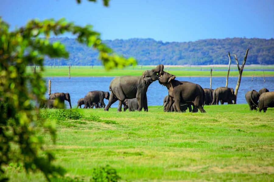 From Trincomalee: Minneriya National Park 4X4 Jeep Safari - Price, entrance fees, and overall value