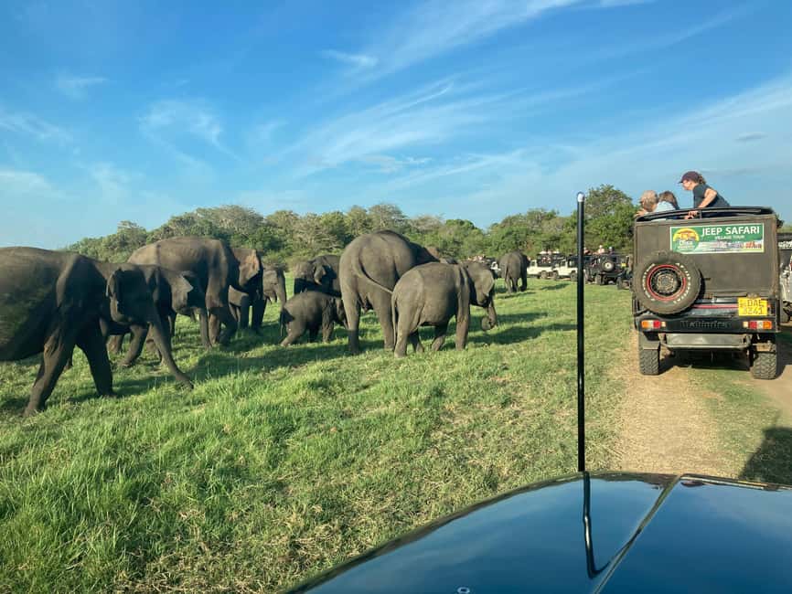 From Trincomalee: Minneriya National Park 4X4 Jeep Safari - Who will like this safari most