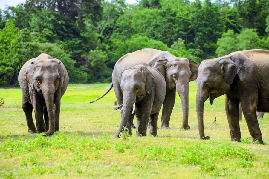 From Trincomalee: Minneriya National Park 4X4 Jeep Safari - Practical tips before you go