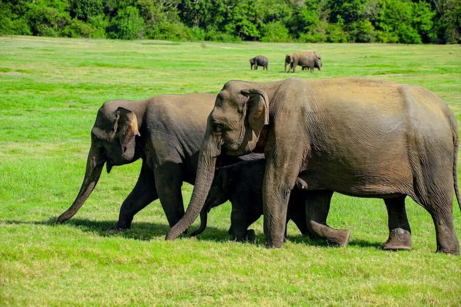 From Trincomalee: Minneriya National Park 4X4 Jeep Safari - The 1.5-hour ride from Trincomalee or Nilaveli