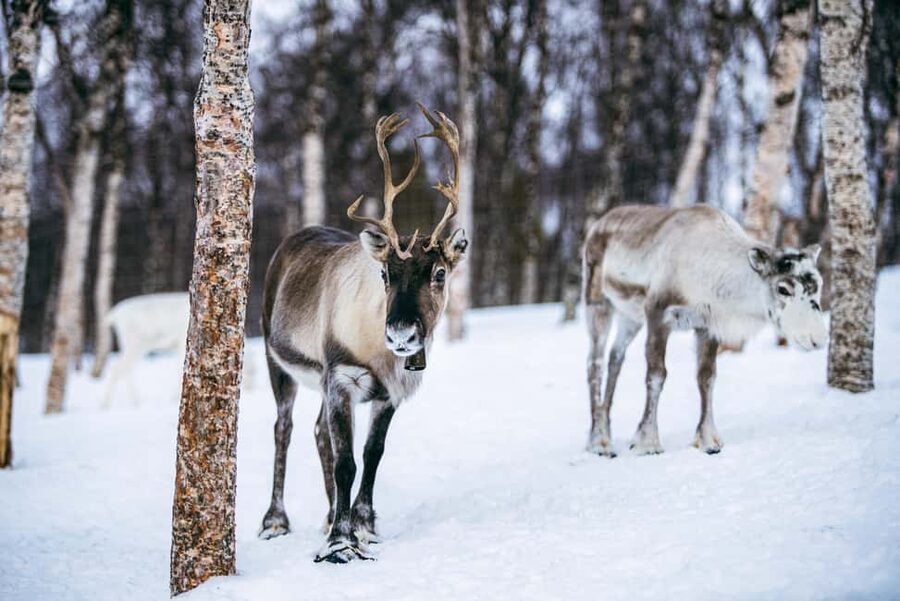 From Tromsø: Ice Domes Snow Park and Wilderness Experience - Huskies and reindeer, with realistic expectations
