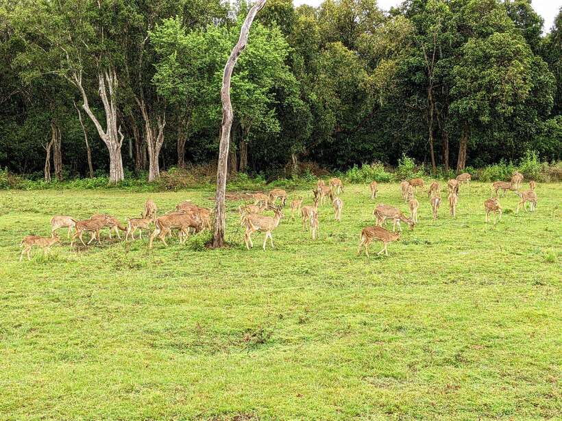 From Udawalawa : Udawalawa National Park Safari Tours - Why Udawalawe works so well for an elephant safari