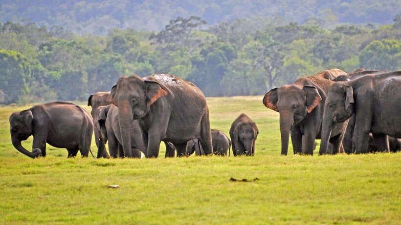 From Udawalawa : Udawalawa National Park Safari Tours - Starting with a 20-minute hotel pickup