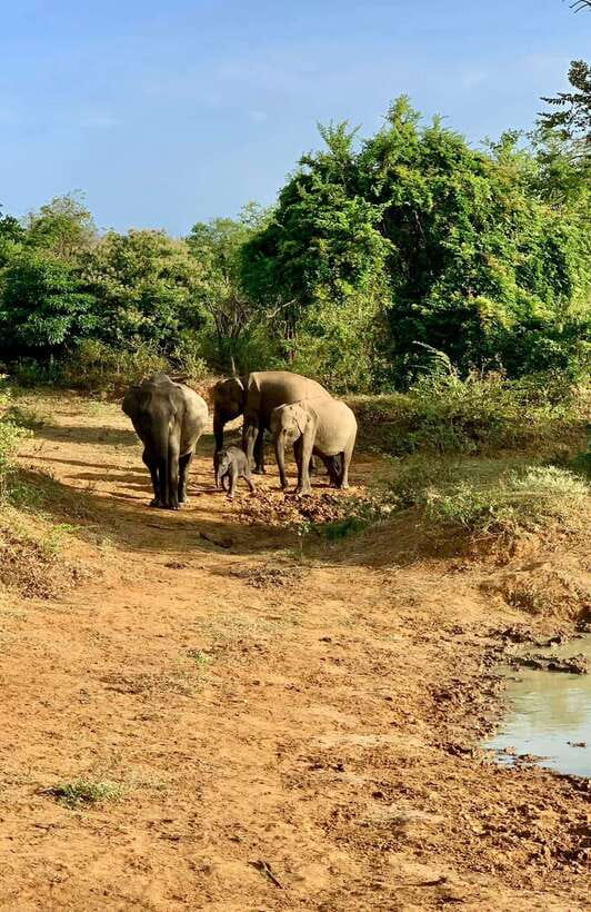 From Udawalawa : Udawalawa National Park Safari Tours - Watching elephants, crocodiles, leopards, and birds