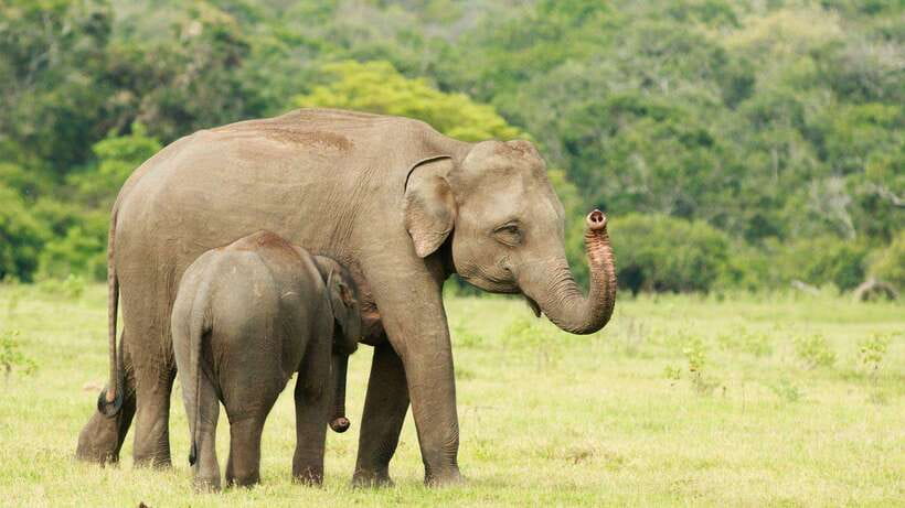 From Udawalawa : Udawalawa National Park Safari Tours - The Udawalawe Reservoir as a photo stop