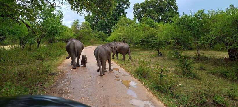 From Udawalawa : Udawalawa National Park Safari Tours - Riding in a 4x4 jeep with up to six people