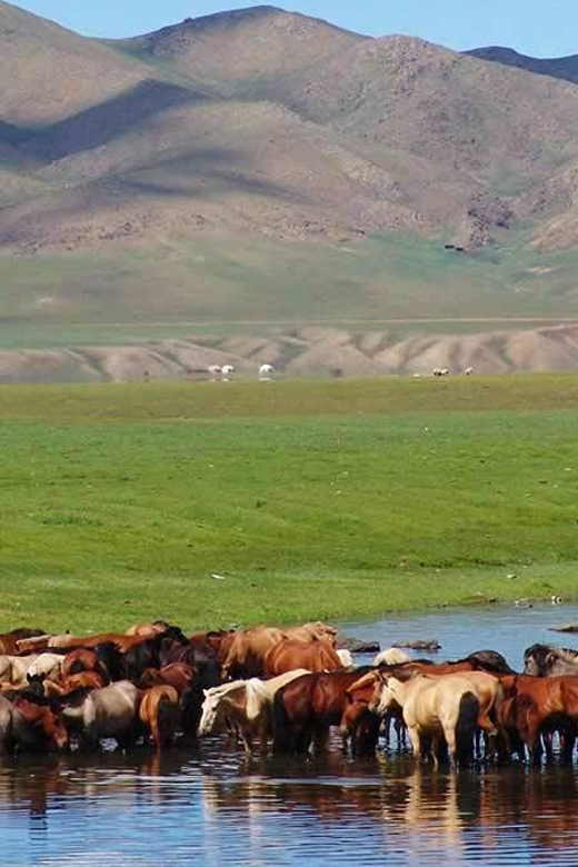 From Ulaanbaatar: Day Trip to Hustai National Park - Should you book it?