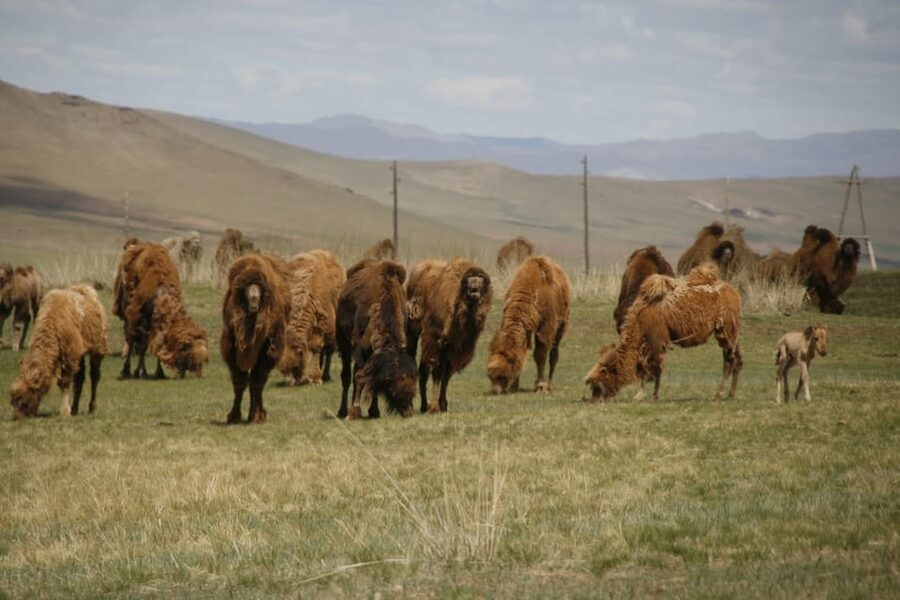 From Ulaanbaatar: Day Trip to Hustai National Park - From Ulaanbaatar to the open steppe