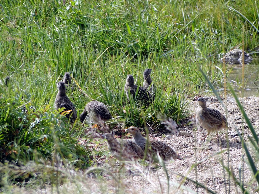 From Ulaanbaatar: Day Trip to Hustai National Park - What to bring and how to plan