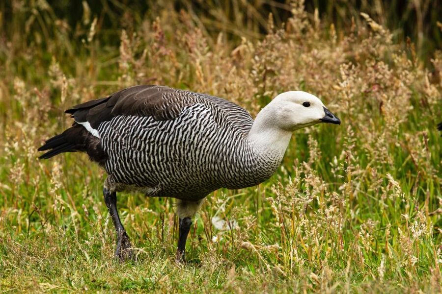 From Ushuaia: Discover Tierra del Fuego National Park - Alakush Visitor Center and Laguna Verde